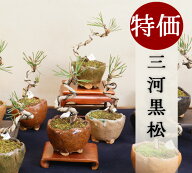 【父の日 ギフト プレゼント】（送料無料）大特価【三河黒松】ミニ盆栽 bonsai（盆栽入門に最適）（最高…