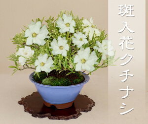 クチナシ 花の人気商品 通販 価格比較 価格 Com