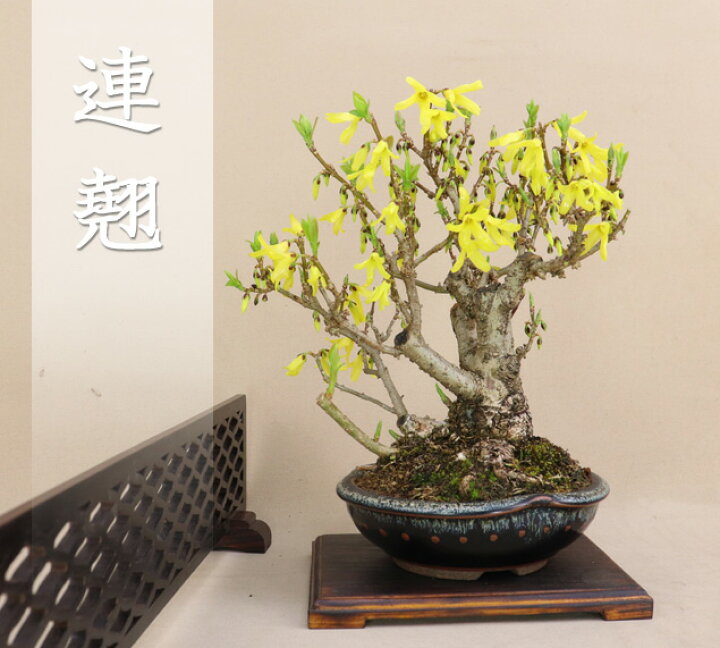 楽天市場】連翹 / レンギョウ 小品盆栽【いよじ園 伊予路園】 : いよじ 