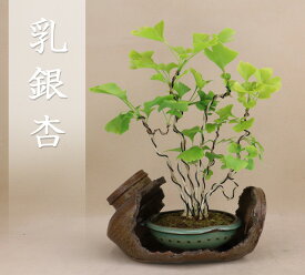 【数量限定】 銀杏 / 乳イチョウ（寄植）樹齢:実生8年 鉢:小石原焼5号丸（盆栽 いよじ園）