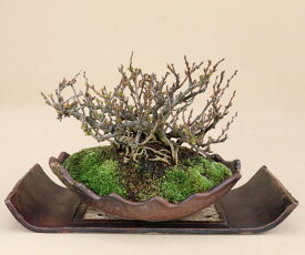 楽天市場 ボケの花 盆栽の通販
