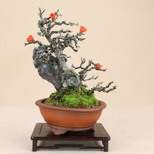 長寿梅 盆栽 植木の人気商品 通販 価格比較 価格 Com 長寿梅 盆栽 植木の人気商品 通販 価格比較 価格 Com