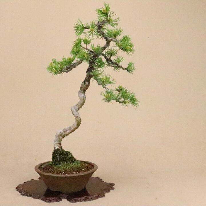 三河盆栽 五葉松 文人 盆栽 狙い