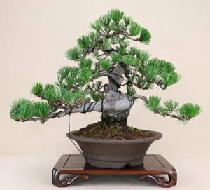 松 盆栽 植木の人気商品 通販 価格比較 価格 Com 松 盆栽 植木の人気商品 通販 価格比較 価格 Com