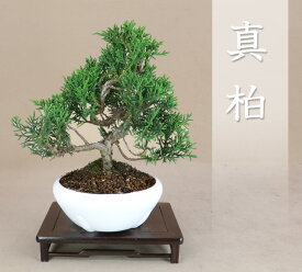 糸魚川真柏 小品サイズ盆栽（素材）プラ鉢【いよじ園】