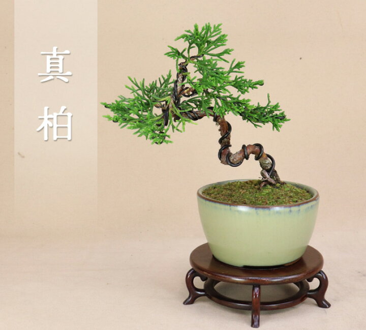 楽天市場】【数量限定】真柏 小品サイズ盆栽【いよじ園】 : いよじ園 