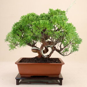 真柏 盆栽 植木の人気商品 通販 価格比較 価格 Com