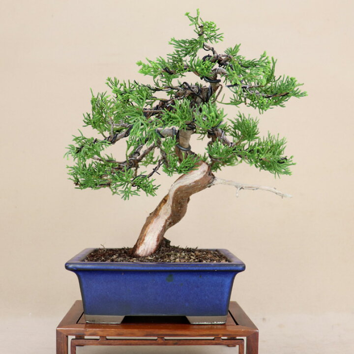 楽天市場】糸魚川真柏 小品盆栽 （いよじ園） : いよじ園 楽天市場店 