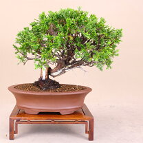 楽天市場】イヌマキ（盆栽｜花・観葉植物）：花・ガーデン・DIYの通販
