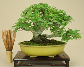 楽天市場 盆栽 雑木の通販