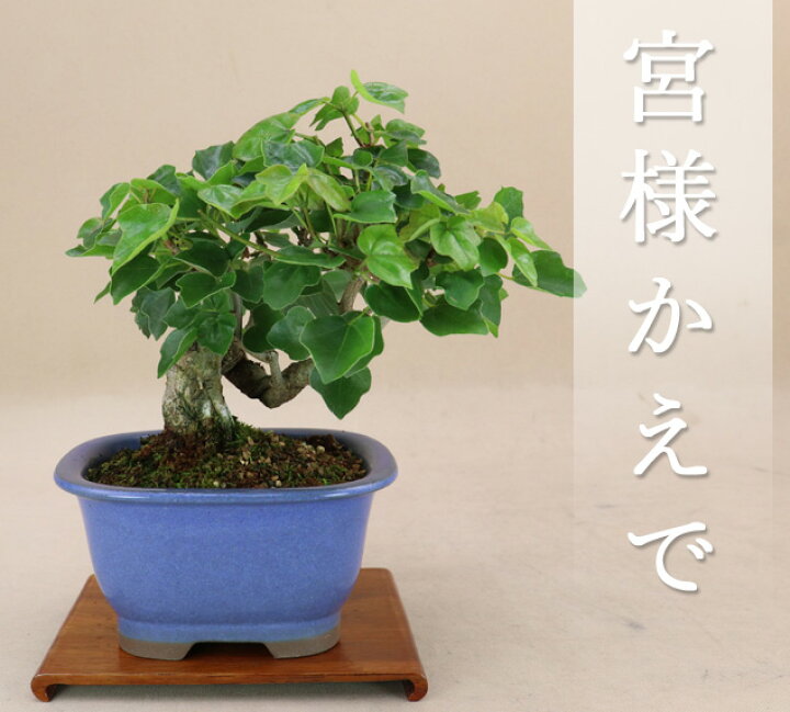 楽天市場】宮様楓 / ミヤサマカエデ 樹齢12年（小品盆栽） いよじ園 