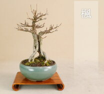楽天市場】楓 盆栽（花・観葉植物｜花・ガーデン・DIY）の通販