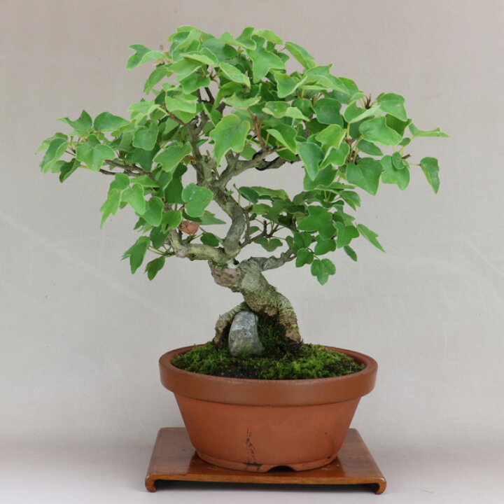 ミヤサマカエデ【宮様楓】小品盆栽【泰寿園Online】 うつっ
