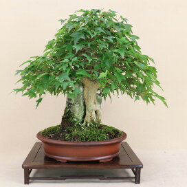 楽天市場】長寿梅 根上り（赤花） 小品盆栽 【雑木盆栽】いよじ園 