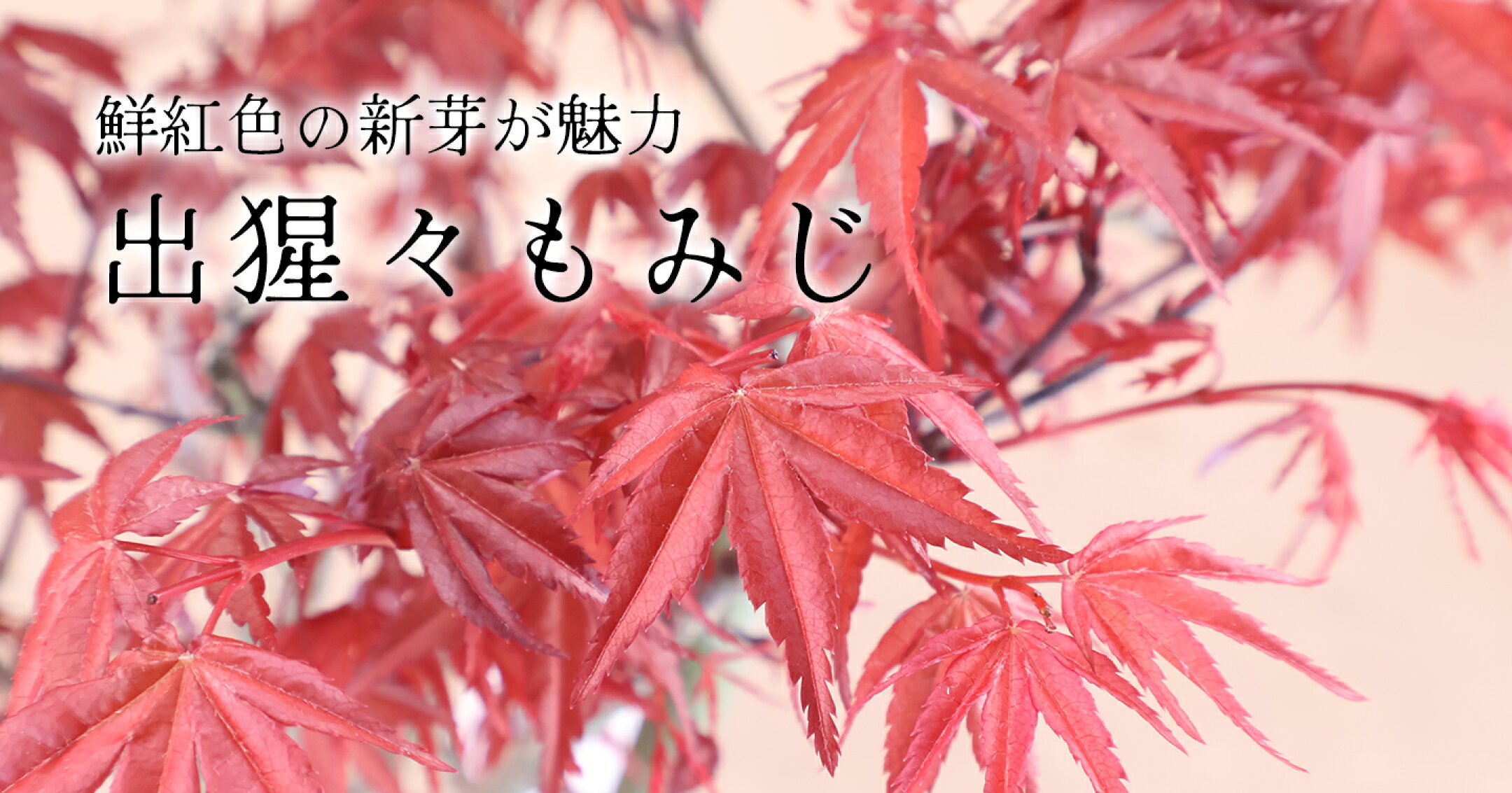 出猩々もみじ