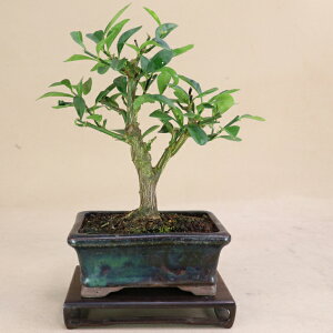 y LY /  z ؑf ~j~́i悶j