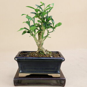 y LY /  z ؑf ~j~́i悶j