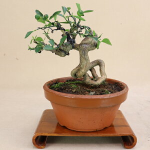 y LY /  z Q̑f i~́i悶j