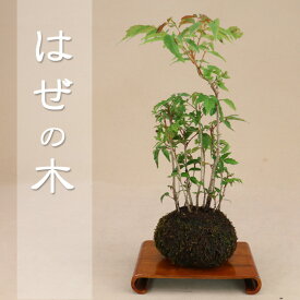楽天市場 苔玉の通販
