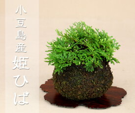 楽天市場 苔玉の通販