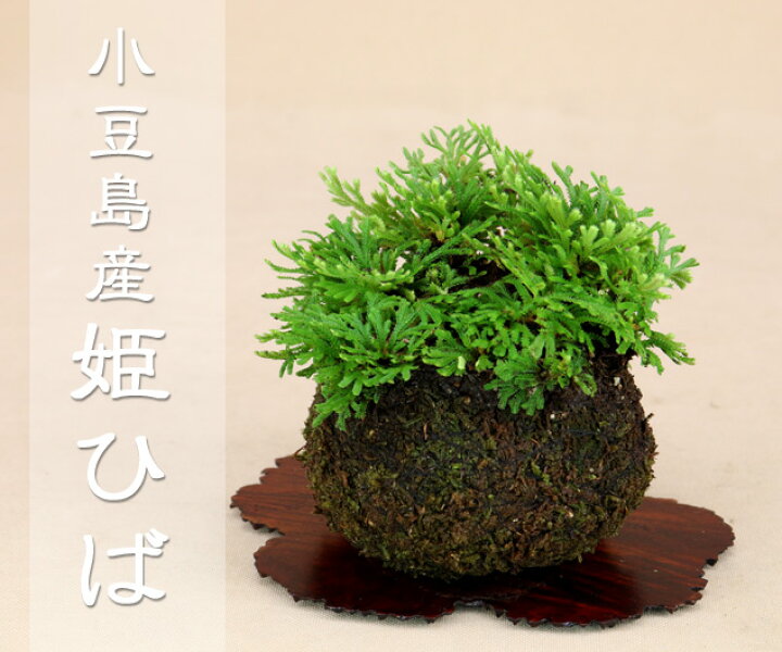 楽天市場 送料無料 苔玉盆栽 小豆島産 姫ヒバ 岩松 岩ヒバ いよじ園 伊予路園 いよじ園 楽天市場店 楽天市場 送料無料 苔玉盆栽 小豆島産 姫ヒバ 岩松 岩ヒバ いよじ園 伊予路園 いよじ園 楽天市場店