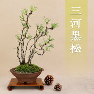 三河黒松 貴風サイズ盆栽 実生13年（最高級肥料1年分プレゼント）いよじ園
