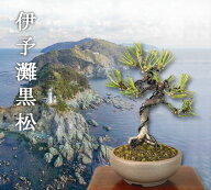 【父の日 ギフト プレゼント】【伊予灘黒松】ミニ盆栽（最高級肥料1年分サービス）いよじ園 bonsai