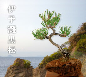 【伊予灘黒松 桜島産軽石鉢】ミニ盆栽（最高級肥料1年分サービス）いよじ園
