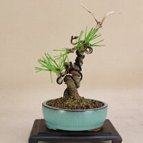 楽天市場】岩松（盆栽｜花・観葉植物）：花・ガーデン・DIYの通販