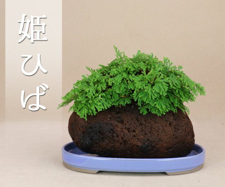楽天市場】送料無料【草物盆栽】 小豆島産 岩ヒバ （岩松・岩ヒバ 