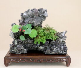 楽天市場 岩松 盆栽 花 観葉植物 花 ガーデン Diyの通販