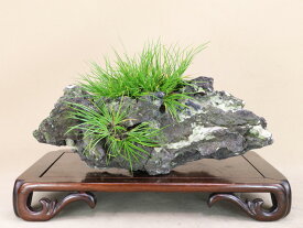 （草物盆栽 石付）姫石菖（揖川石）いよじ園