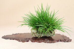 i~ ΕtjPΏҁikJVR΁j悶