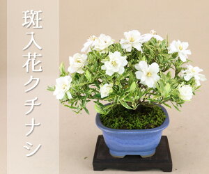クチナシ 花の人気商品 通販 価格比較 価格 Com