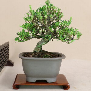 N`iV - _ - i~́y悶 ɗ\Hz