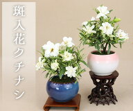 【父の日 ギフト プレゼント】斑入花クチナシ 八重咲 ミニ盆栽 bonsai（ほっこり丸3号鉢） 育て方説明書…