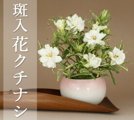 【母の日ギフト】 斑入花クチナシ 八重咲 ミニ盆栽（ほっこり丸3号鉢） 育て方説明書・肥料1年分プレゼント【花物盆栽】【いよじ園 伊予路園】