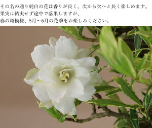 楽天市場 今シーズンの花は終わりました 送料無料 斑入花クチナシ 八重咲 貴風サイズ 育て方説明書 肥料1年分プレゼント 花物盆栽 いよじ園 伊予路園 いよじ園 楽天市場店