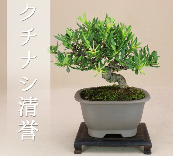 楽天市場】実成りクチナシ - 清誉 - 優良素材 小品盆栽【花物盆栽 