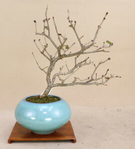 �y2025�N�̉Ԃ͏I���z���C���b�N�i�����̉ԁj �~�� ���A�i�ō����엿1�N���v���[���g�j���悶��