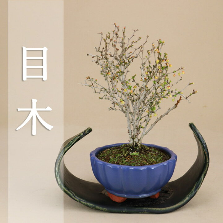 楽天市場】数量限定【送料無料】 目木 / メギ 極小葉 小品盆栽 （いよ 