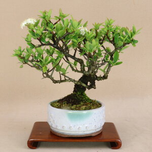 kǂi^`oihLj iTCY yGؖ~́z悶