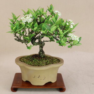 kǂi^`oihLj iTCY yGؖ~́z悶