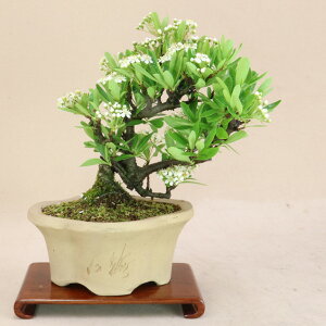 sJT iTCY yGؖ~́z悶