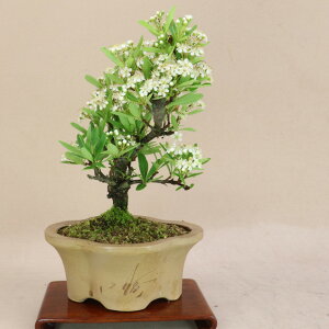 sJT iTCY yGؖ~́z悶