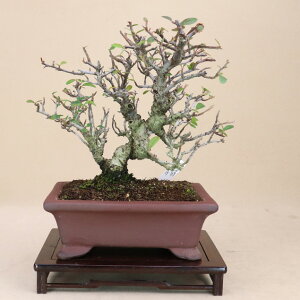 khLisJTj iTCY yGؖ~́z悶