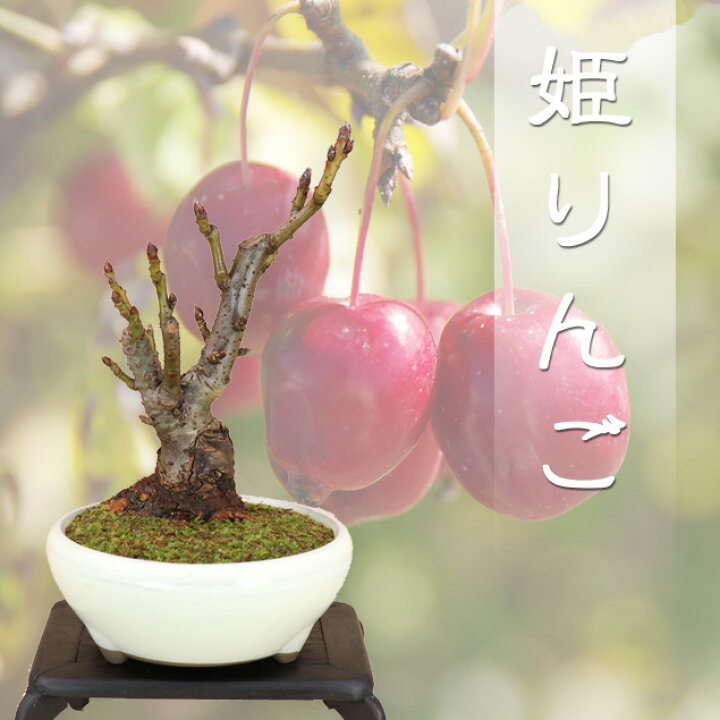 楽天市場】姫リンゴ ミニ盆栽 本格盆栽造り樹形 最高級肥料1年分 