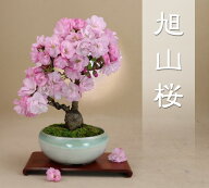 2026年の花は終わっています【父の日 ギフト プレゼント】旭山桜（一才性 八重咲）小品盆栽 最高級肥料1…
