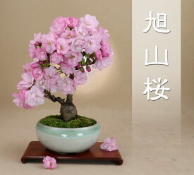 楽天市場 旭山桜 盆栽の通販