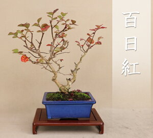 y TXx / Sg zi~ i悶j